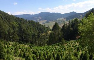 3 lugares para ir por tu arbolito de Navidad