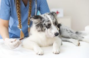 5 veterinarias en Puebla para llevar a tu perrhijo Veterinarias Puebla