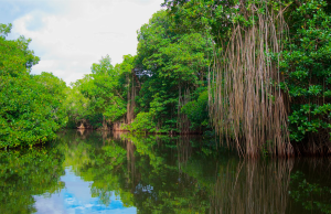 Top 5: Parques Nacionales de México parques nacionales