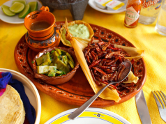 Top 6: Los platillos más exóticos de México platillos más exóticos de méxico