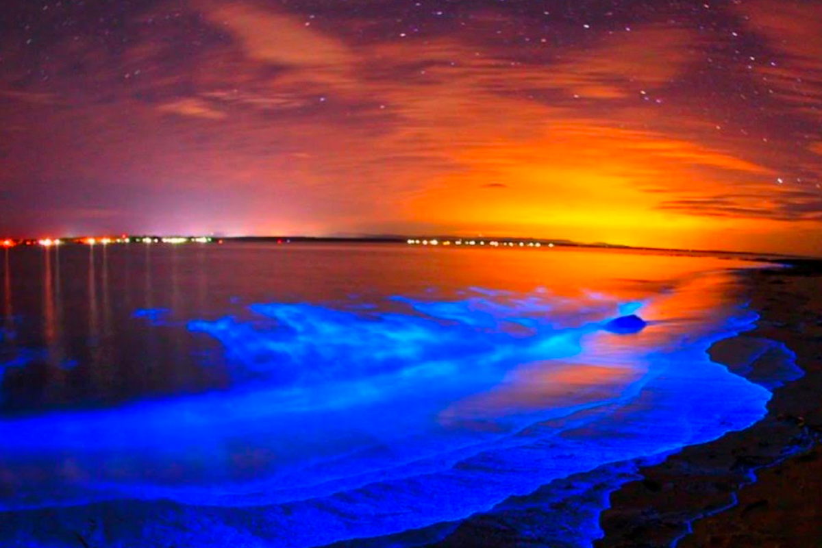 5 Playas bioluminiscentes en México