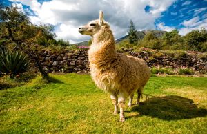 Top de lugares asombrosos en Perú Top de lugares asombrosos en Perú