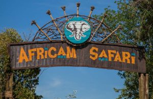 3 experiencias de la familia Africam Safari que debes conocer 3 experiencias de la familia Africam Safari que debes conocer