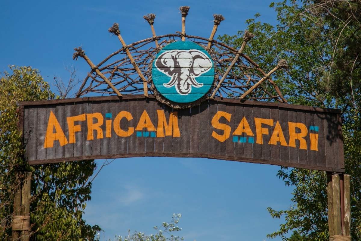 3 experiencias de la familia Africam Safari que debes conocer