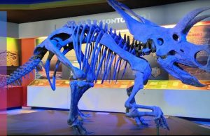 5 museos donde puedes ver dinosaurios en México 5 museos donde puedes ver dinosaurios en México, Esqueleto de triceratops
