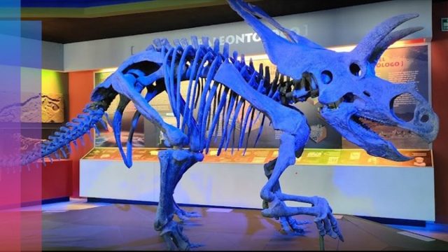 5 museos donde puedes ver dinosaurios en México, Esqueleto de triceratops