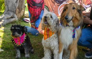 5 ‘por qués’ para que lleves a tus mascotas al Perrogato Fest 5 ‘por qués’ para que lleves a tus mascotas al Perrogato Fest