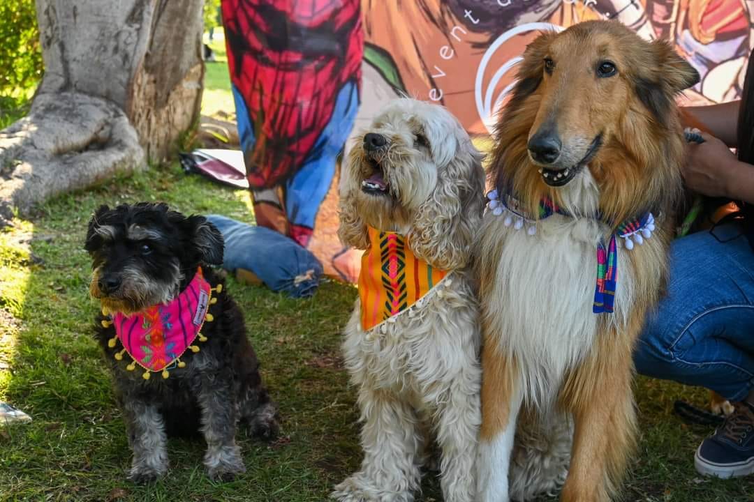 5 ‘por qués’ para que lleves a tus mascotas al Perrogato Fest