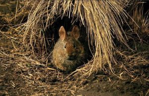 El festival ‘Alas sobre rieles’ cierra de la mano del Teporingo El festival 'Alas sobre rieles' cierra de la mano del Teporingo