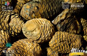 Lo que necesitas saber de la 1a Feria del Mezcal y el Pulque Lo que necesitas saber de la 1a Feria del Mezcal y el Pulque