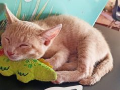 Día del Gato: 5 puntos para que conozcas Meow Café & Bistro en Puebla Día del Gato: 5 puntos para que conozcas Meow Café & Bistro en Puebla