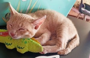 Día del Gato: 5 puntos para que conozcas Meow Café & Bistro en Puebla Día del Gato: 5 puntos para que conozcas Meow Café & Bistro en Puebla