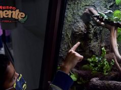 Top 5: Qué hacer y qué ver en el Museo Viviente de Puebla Top 5 Qué hacer y qué ver en el Museo Viviente de Puebla