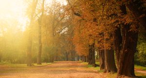Películas vintage para ver en las noches de otoño