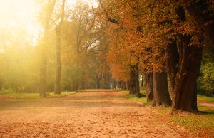 Películas vintage para ver en las noches de otoño